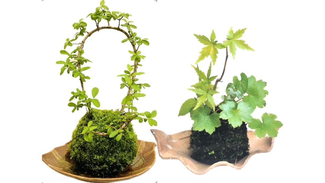 苔玉作り体験｜苔遊